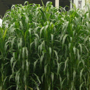 i킯jp\KFC\S[ 1kg[^l]