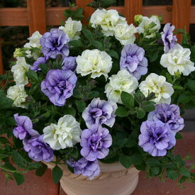 楽天市場 ペチュニア 鉢植えの通販