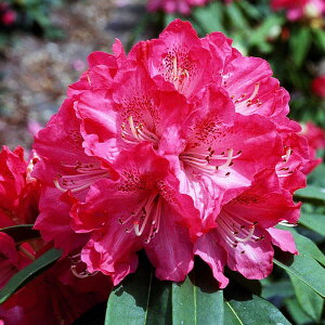 Ԗ ؂̕c/VNiQiΓԁjFzi悤j5A