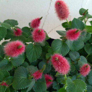 Ԃ̕c/AJt@FLbce[3-3.5|bg