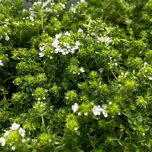 n[u̕c/^CiقӂjFN[sO^C3|bg2Zbg