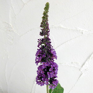 Ԗ ؂̕c/i킯jubhAFGpCu[4|bg