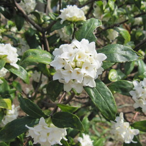 Ԗ ؂̕c/W`EQiԁjF4|bg