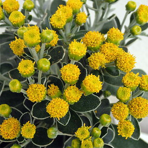 Ԃ̕c/C\MNiej3.5|bg2Zbg