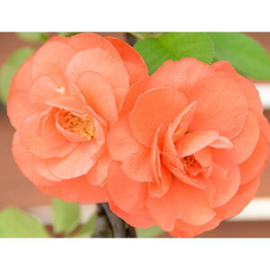 Ԗ ؂̕c/{Pi؉ZjFEiZJCC`j3|bg