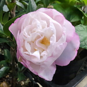 Ԗ ؂̕c/TUJFHij4|bg