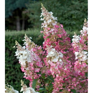 Ԗ ؂̕c/mEcMiЋ؁jFsL[EBL[3.5-4|bg