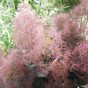 Ԗ ؂̕c/X[Nc[FO[X6A