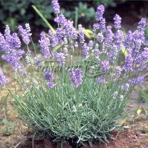 n[u̕c/x_[ u[NbV3|bg