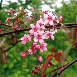 Ԗ ؂̕c/G]E~YUNiAjSjFR[^iԁj3|bg