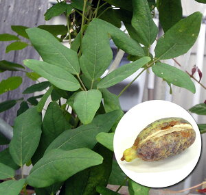 ڂ́FAPrܗt 5|bg1.3`1.5m