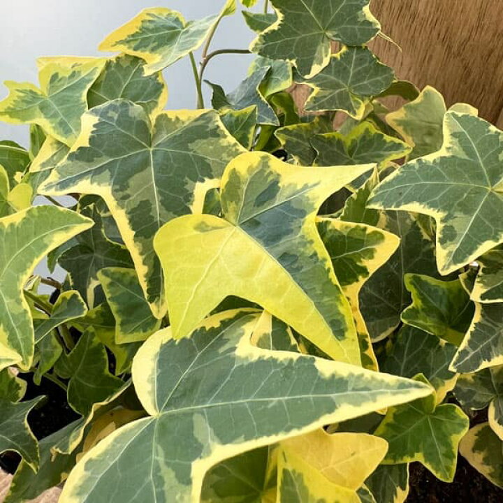 楽天市場】観葉植物/ヘデラ ヘリックス：ゴールデンチャイルド3号 
