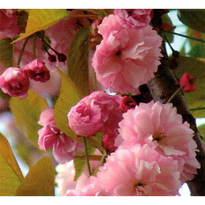 Ԗ ؂̕c/FgJixjVOj ږؕc4`5|bg