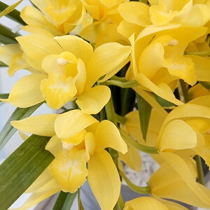 VrWEF}iVofB[ sA[3{ 5.5 A[`d