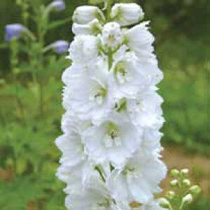 Ԃ̕c/ftBjEFKnbg3.5|bg3Zbg