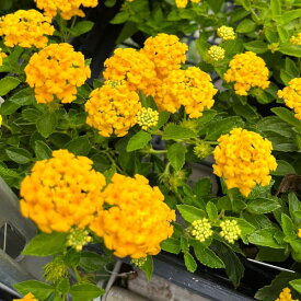 草花の苗/コバノランタナ：イエロー3-3.5号ポット