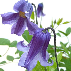 N}`X̕c/N}`XFEO`iUj4.5|bg*iCeOtHAnj