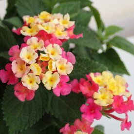楽天市場 ランタナ 鉢植えの通販