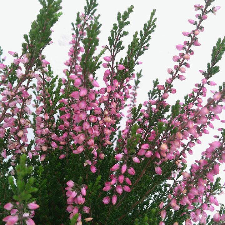 楽天市場 カルーナ ブルガリス 赤系4号鉢植え 園芸ネット プラス