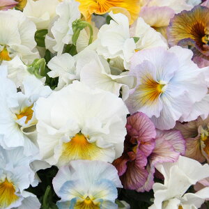 Ԃ̕c/[]pW[F[tpXe[W3.5|bg24Zbg