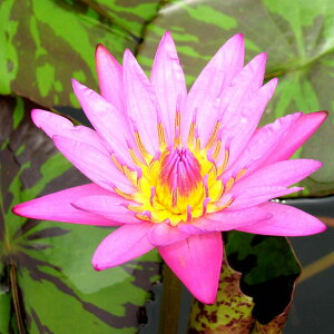 Ԃ̕c/i킯jMуXCFNC[IuTC7|bg[Jԗ\芔E711܂łɍő30֍炭Mѐ@]