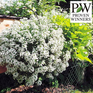 Ԃ̕c/X[p[AbTFXm[vZX3|bg