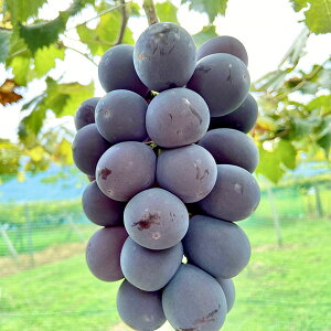 ʎ̕c/uhEFsI[l}ؕc4`5|bg