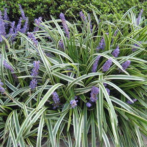 Ԃ̕c/uiIyjF胄u3.5|bg6Zbg