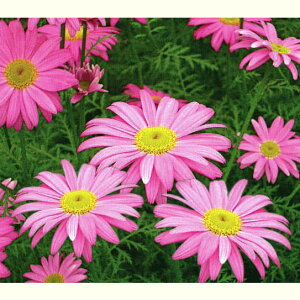 Ԃ̕c/sXiejF3|bg6Zbg