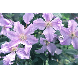 N}`X̕c/N}`XFu[GWFiubLjAjIj4|bg(WbN}j[n)