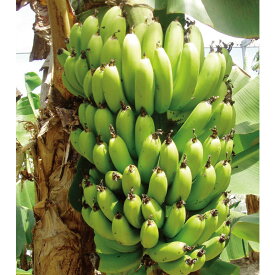 果樹の苗/バナナ：サンジャクバナナ（三尺バナナ）3.5号ポット