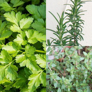 n[u̕c/n[u3ZbgiC^ApZER^CE[Y}[j