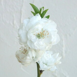 Ԗ ؂̕c/قԓ(ni): Ǝ蔒ieeVEԁj6|bg