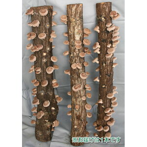 ؂̕c/z_LOiz_؃IKۊn90cmj1{