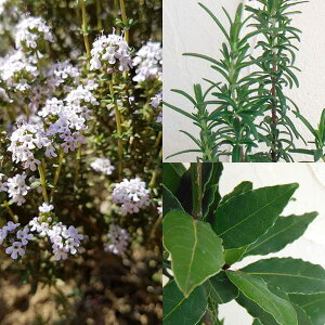 n[u̕c/u[PKjZbgijER^CE[Y}[j