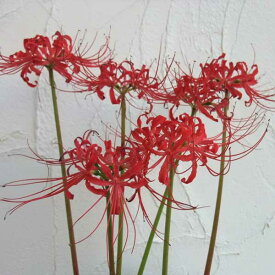 植物の苗/コンパニオンプランツ：ヒガンバナ（彼岸花・リコリス　ラジアータ）：赤3.5号ポット8株セット（花の苗）