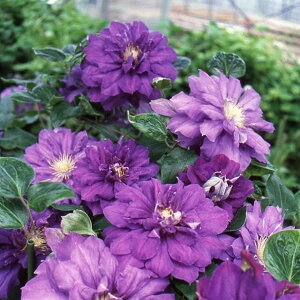 N}`X̕c/N}`XFL e Ji4|bgipeXn)k