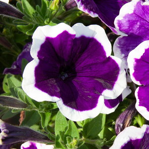 ペチュニア 種 苗の人気商品 通販 価格比較 価格 Com