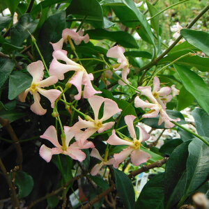 Ԃ̕c/eCJJYF3|bg6Zbg