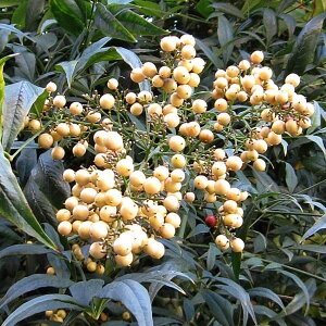 Ԗ ؂̕c/ie(VjF3-3.5|bg