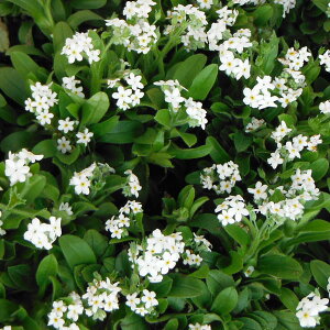 Ԃ̕c/XiOTFzCg3|bg4Zbg