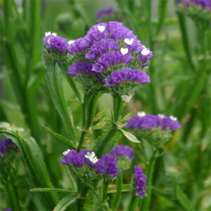 Ԃ̕c/X^[`X VjA[^Fu[n3|bg