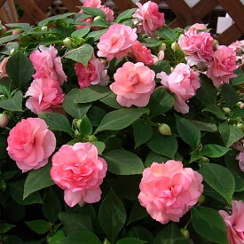 楽天市場 フィエスタ 花の通販 楽天市場 フィエスタ 花の通販
