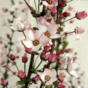 Ԗ ؂̕c/LiMijFsN4`5|bg