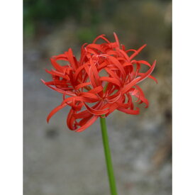山野草の苗/ヒガンバナ（彼岸花・リコリス）：八重咲き3-3.5号ポット