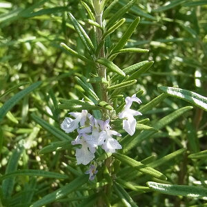 n[u̕c/[Y}[ijFA[v3|bg2Zbg