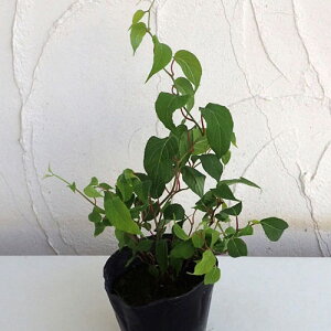 ʎ̕c/}^^riIX؁j4|bg