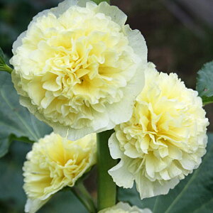 Ԃ̕c/d炫tEF[Cg3-3.5|bg2Zbg