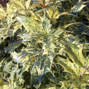 植木 盆栽 ヒイラギの通販 価格比較 価格 Com 植木 盆栽 ヒイラギの通販 価格比較 価格 Com