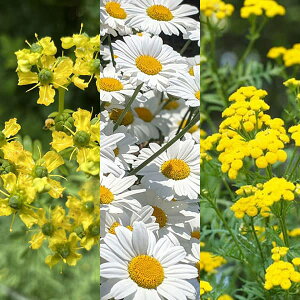 n[u̕c/悯n[u3Zbgi[EeE^W[j